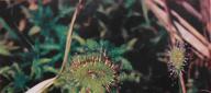 The round-eaved sundew Drosera rotundifolia – Cret